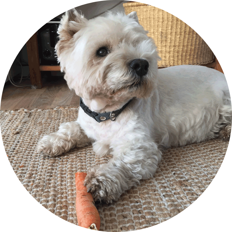 A photo of Lulu eating a carrot